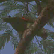 Yellow-crowned Parrot, Brazil, Sept 2000 - click for larger image