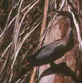 Anhinga, rio Cristalino, Mato Grosso, Brazil, Sept 2000 - click for larger image