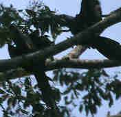 Hyacinth Macaw, Brazil, Sept 2000 - click for larger image