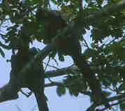 Hyacinth Macaw, Brazil, Sept 2000 - click for larger image