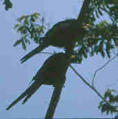 Hyacinth Macaw, Brazil, Sept 2000 - click for larger image