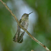 Sombre Hummingbird, Brazil, Aug 2000 - click for larger image