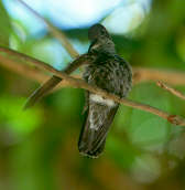 Sombre Hummingbird, Brazil, Aug 2000 - click for larger image