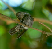 Sombre Hummingbird, Brazil, Aug 2000 - click for larger image