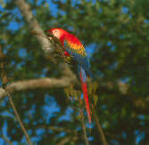 Scarlet Macaw, Brazil, Sept 2000 - click for larger image