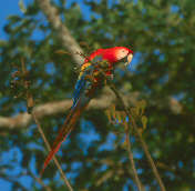 Scarlet Macaw, Brazil, Sept 2000 - click for larger image