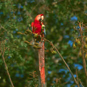 Scarlet Macaw, Brazil, Sept 2000 - click for larger image