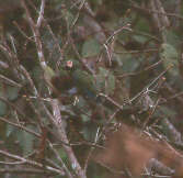 Chestnut-fronted Macaw, Brazil, Sept 2000 - click on image for a larger view