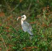 White-necked Heron, Pantanal, Sept 2000 - click on image for a larger view