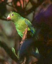 Plain Parakeet, Brazil, Aug 2000 - click for a larger image