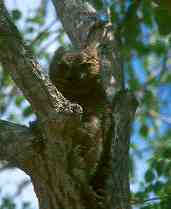 Great Horned Owl, Brazil, Sept 2000 - click for a larger image