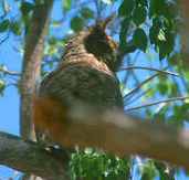 Great Horned Owl, Brazil, Sept 2000 - click for a larger image