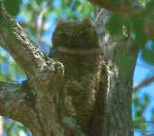 Great Horned Owl, Brazil, Sept 2000 - click for a larger image