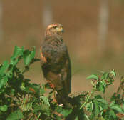 Savanna Hawk (Imm), Pantanal, Brazil, Sept 2000 - click for a larger image