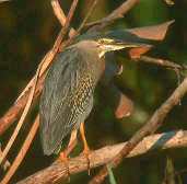 Striated Heron, Pantanal, Mato Grosso, Brazil, Sept 2000 - click on image for a larger view