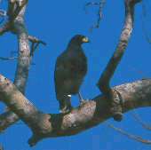 Great Black Hawk, Brazil, Sept 2000 - click for a larger image