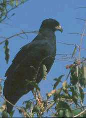 Great Black Hawk, Brazil, Sept 2000 - click for a larger image