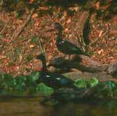 Muscovy Duck, Mato Grosso, Brazil, Sept 2000 - click for a larger image