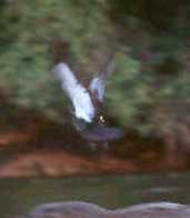 Muscovy Duck, Mato Grosso, Brazil, Sept 2000 - click for a larger image