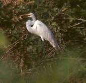 Great Egret, Pantanal, Mato Grosso, Brazil, Sept 2000 - click on image for a larger view