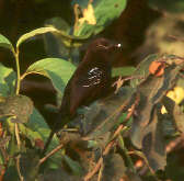 Mato Grosso Antbird, Brazil, Sept 2000 - click for larger image