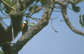 Coal-crested Finch, Chapada dos Guimarães, Mato Grosso, Brazil, Sept 2000 - click for larger image