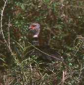 Southern Screamer, Pantanal, Mato Grosso, Brazil, Sept 2000 - click for larger image