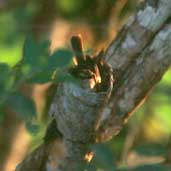 Fuscous Flycatcher on nest, Pantanal, Mato Grosso, Brazil, Sept 2000 - click for larger image