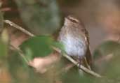 Fuscous Flycatcher, Pantanal, Mato Grosso, Brazil, Sept 2000 - click for larger image