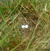 Common Ground-dove nest, Amazonia National Park, Pará, Brazil, Sept 2000 - click for larger image