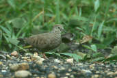 Common Ground-dove, Amazonia National Park, Pará, Brazil, Sept 2000 - click for larger image