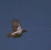 Curl-crested Jay, Chapada dos Guimarães, Mato Grosso, Brazil, Sept 2000 - click for larger image