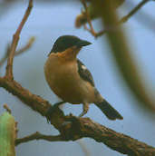 White-rumped Tanager, Brazil, Sept 2000 - click for larger image