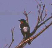 White-rumped Tanager, Brazil, Sept 2000 - click for larger image