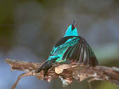 Male Blue Dacnis, Brazil, Aug 2000 - click for larger image