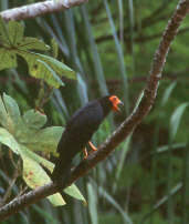Black Caracara, Cristalino, Mato Grosso, Brazil, Sept 2000 - click for larger image