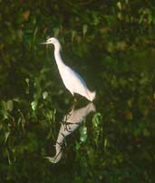 Snowy Egret, Pantanal, Mato Grosso, Brazil, Sept 2000 - click for larger image
