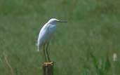 Snowy Egret, Pantanal, Mato Grosso, Brazil, Sept 2000 - click for larger image