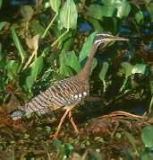 Sunbittern, Pantanal, Mato Grosso, Brazil, Sept 2000 - click for larger image