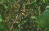 Green-tailed Jacamar, Amazonia National Park, Pará, Brazil, Sept 2000 - click for larger image