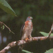 Double-toothed Kite, Amazonia National Park, Pará, Brazil, Sept 2000 - click for larger image