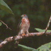 Double-toothed Kite, Amazonia National Park, Pará, Brazil, Sept 2000 - click for larger image