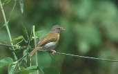 Ashy-headed Greenlet, Brazil, Sept 2000 - click for larger image