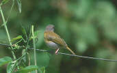 Ashy-headed Greenlet, Brazil, Sept 2000 - click for larger image