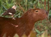 Yellow-headed Caracara, Pantanal, Mato Grosso, Brazil, Sept 2000 - click for larger image