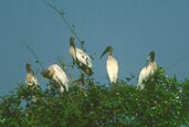 American Wood-ibis, Pantanal, Mato Grosso, Brazil, Sept 2000 - click for larger image