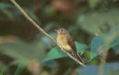 Whiskered Flycatcher, Brazil, Sept 2000 - click for larger image