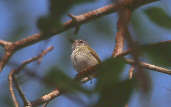 Short-tailed Pygmy-tyrant, Cristalino, Mato Grosso, Brazil, Sept 2000 - click for larger image