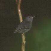 Male Plain-throated Antwren, Cristalino, Mato Grosso, Brazil, Sept 2000 - click for larger image