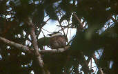 Brown-banded Puffbird, Cristalino, Mato Grosso, Brazil, Sept 2000 - click for larger image